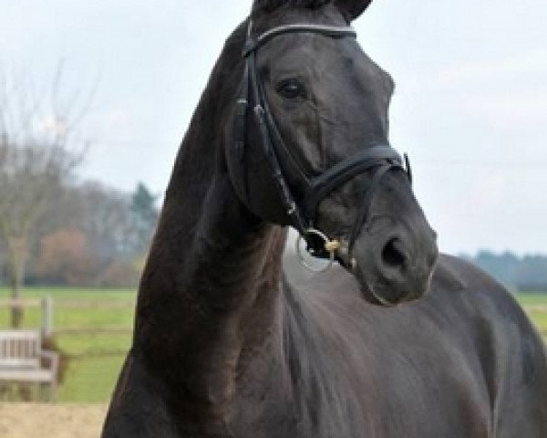 stallion Fürst Donnerhall (Hanoverian, 2003, from Florestan I)