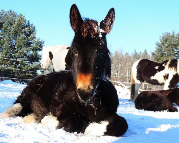 horse Hazel (Tinker / Irish Cob / Gypsy Vanner, 2015)