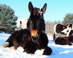 horse Hazel (Tinker / Irish Cob / Gypsy Vanner, 2015)