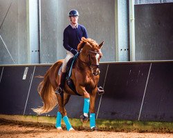 dressage horse Larenso (Danish Warmblood, 2007, from Bøgegårdens Laurino)