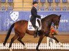 Pferd Good As Gold (Australisches Warmblut, 2000, von Gymnastic Star)