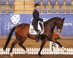 Pferd Good As Gold (Australisches Warmblut, 2000, von Gymnastic Star)