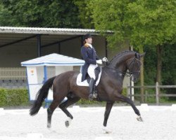 dressage horse Variohippique's Vingino (KWPN (Royal Dutch Sporthorse), 2002, from Polansky)