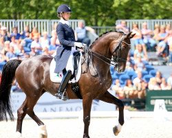 dressage horse Thriller (KWPN (Royal Dutch Sporthorse), 2000, from Gribaldi)