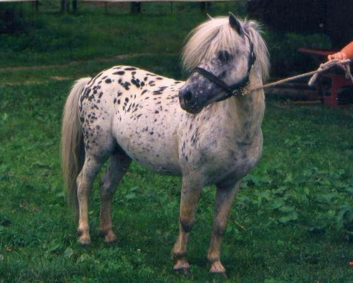 stallion Felix (Dt.Part-bred Shetland pony, 1975, from Ferrus)