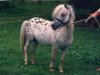 stallion Felix (Dt.Part-bred Shetland pony, 1975, from Ferrus)