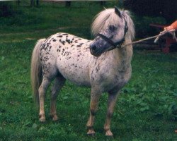 stallion Felix (Dt.Part-bred Shetland pony, 1975, from Ferrus)