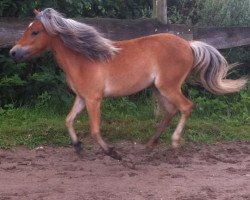 horse Bella Donna (Welsh Mix, 2013)