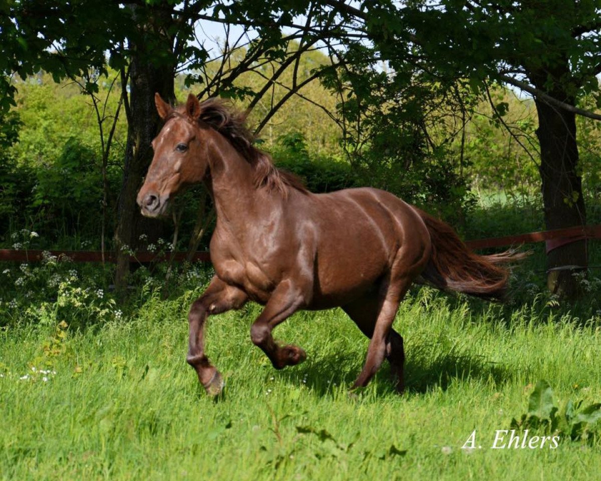 Pferd Sweet Sue (Deutscher Traber, 1992, von Yankee Cougar E-3486 (US))