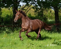 horse Sweet Sue (German trotters, 1992, from Yankee Cougar E-3486 (US))