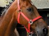 dressage horse Douglas 231 (Hanoverian, 2006, from Donnerball)