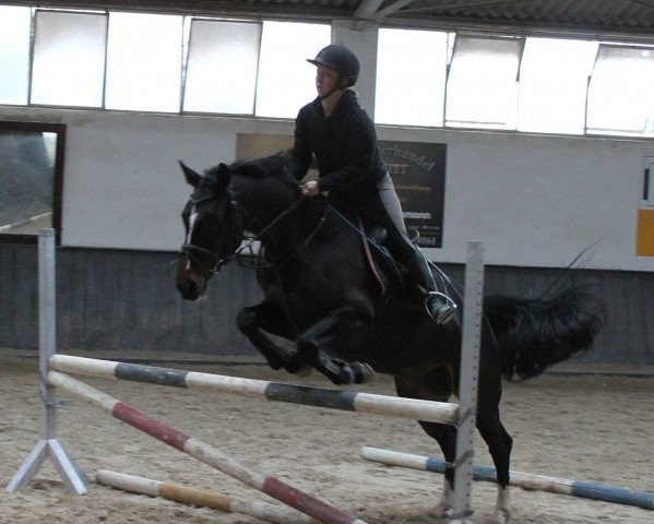 broodmare Sina Donna (German Sport Horse, 2009, from Sirius Song)