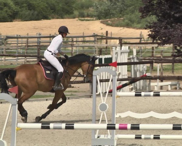 Reitturnier Worms-Pfeddersheim / Reitsportanlage Wittemer 2020