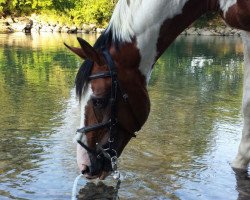 stallion Asteks Son (Pinto / Small Riding Horse, 1992, from Astek)