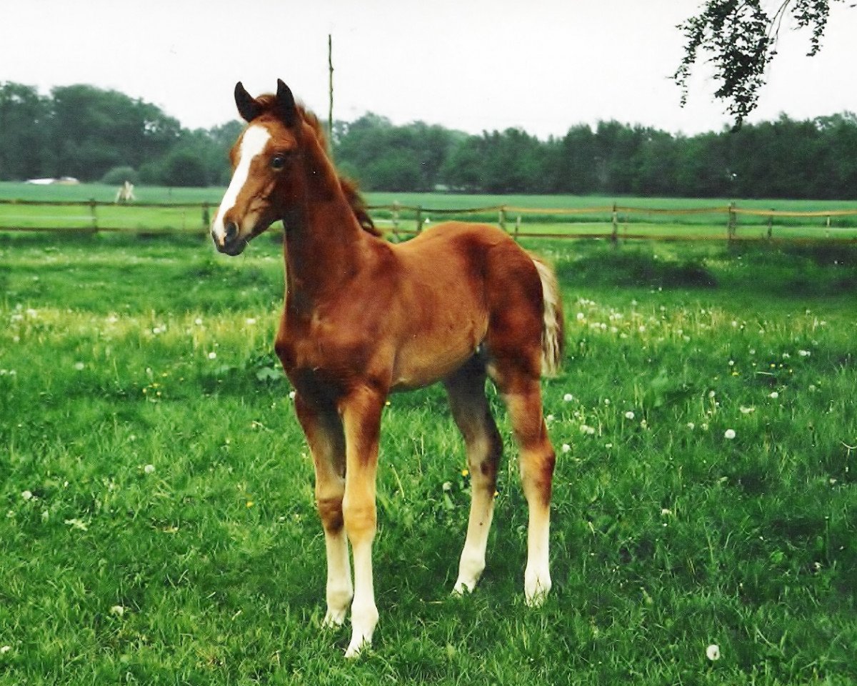 horse Weldlord (Hanoverian, 1998, from Weltmeyer)