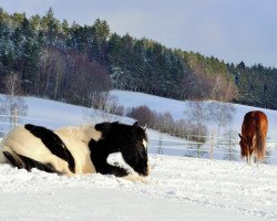 stallion MR Mui Max (Paint Horse, 2015, from Cherokee Black Max)