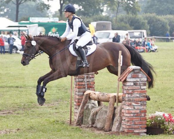 Springpferd Queen Quithney S (Holsteiner, 2010, von Quirado)