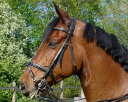 jumper Chacon 2 (Oldenburg show jumper, 2006, from Chacco-Blue)