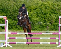 broodmare Amore Mio Coco (Oldenburg show jumper, 2010, from Cliostro)