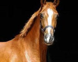 broodmare Caecilia (Hanoverian, 1993, from Classiker)