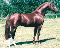 Pferd Leonard M (Hannoveraner, 1995, von Leubus)