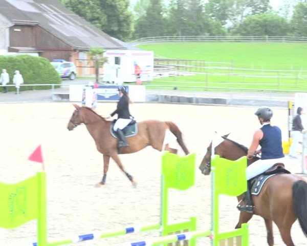 Reitturnier Galgenen 2020