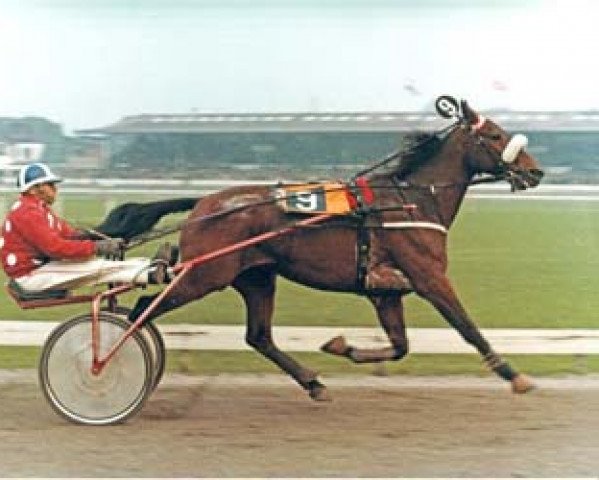 Pferd Kees Verkerk (NL) (Traber, 1969, von Star Performer (US))