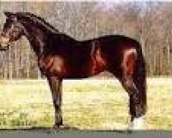 horse Azur de Paulstra (Selle Français, 1988, from Grand Veneur)