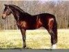stallion Azur de Paulstra (Selle Français, 1988, from Grand Veneur)