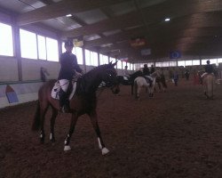 dressage horse Alim vom Hofgut Monbach (Zweibrücken, 2009, from Almaro)