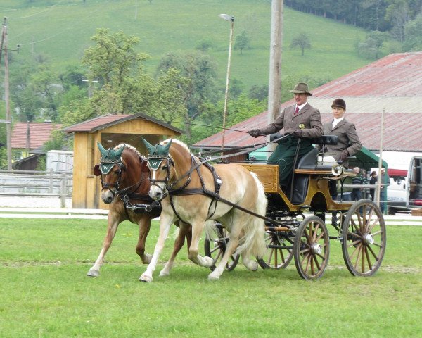 Zuchtstute Nevada (Haflinger, 2007, von Adler-C)