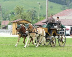 Zuchtstute Nevada (Haflinger, 2007, von Adler-C)