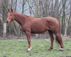 broodmare Florance (Westphalian, 1998, from Fleurop)