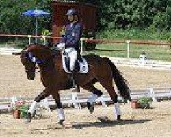 dressage horse Ballentino (Swedish Warmblood, 2000, from Wetano)