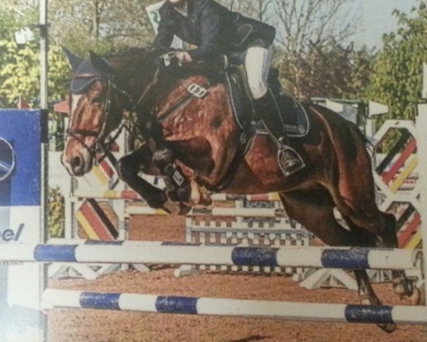 Springpferd Pantheur (Welsh-Cob (Sek. D), 1997, von Bucklesham Hudwr Du Picadilly)