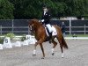 stallion Adriano B (German Riding Pony, 2006, from De Angelo B)