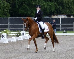 stallion Adriano B (German Riding Pony, 2006, from De Angelo B)