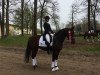 Dressurpferd Donna Samba Nds (Schwedisches Warmblut, 2003, von Sandro's Bube)