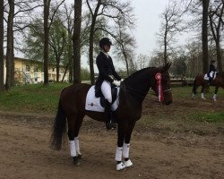 dressage horse Donna Samba Nds (Swedish Warmblood, 2003, from Sandro's Bube)