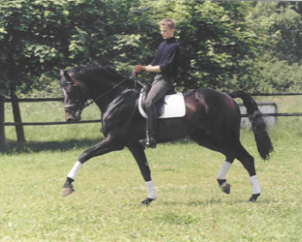 stallion Loudini (Holsteiner, 1994, from Loutano)