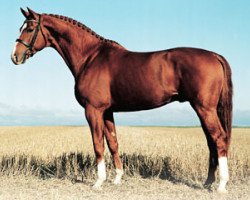 stallion Warsteiner 946 (Swedish Warmblood, 1993, from Weltmeyer)