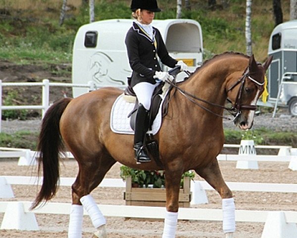 dressage horse Winton (Swedish Warmblood, 2004, from Warsteiner 946)