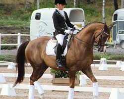 Dressurpferd Winton (Schwedisches Warmblut, 2004, von Warsteiner 946)