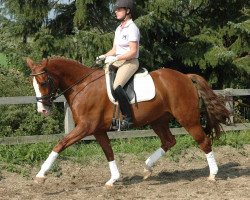 jumper Karo Lady (Oldenburg, 2007, from Kaiser Karl)