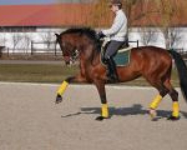 dressage horse Flora (Oldenburg, 2003, from Fighting Alpha)