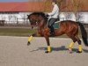 dressage horse Flora (Oldenburg, 2003, from Fighting Alpha)