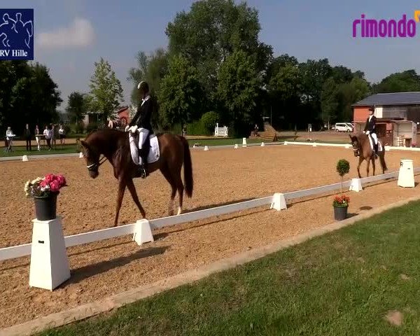 Reitturnier Hille 2020