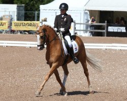 dressage horse Macciato (German Riding Pony, 2008, from The Braes My Mobility)