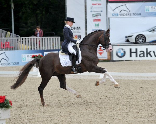 stallion Callaho's Benicio (Hanoverian, 2005, from Belissimo NRW)