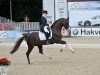 stallion Callaho's Benicio (Hanoverian, 2005, from Belissimo NRW)